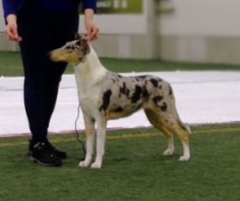 Sileäkarvainen collie, Diamondfox Amazing Love