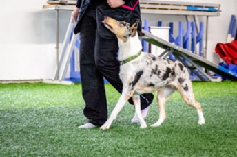 Sileäkarvainen collie, Diamondfox Amazing Love