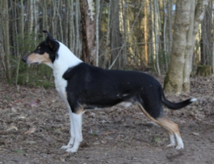 Sileäkarvainen collie, Diamondfox Monsieur Charme