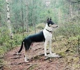 Sileäkarvainen collie, Diamondfox Miracle Of Nightfall