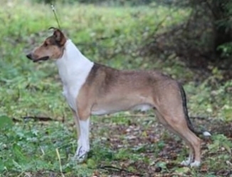 Sileäkarvainen collie, Diamondfox So Genious Galahad