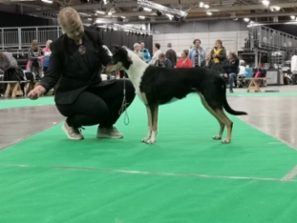 Sileäkarvainen collie, Diamondfox So Lively Viola