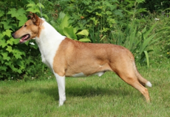 Sileäkarvainen collie, Windswept Height´s Imperium Strikes Back