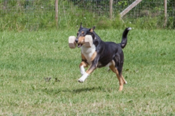 Sileäkarvainen collie, Cinnaberry`s Calvin K