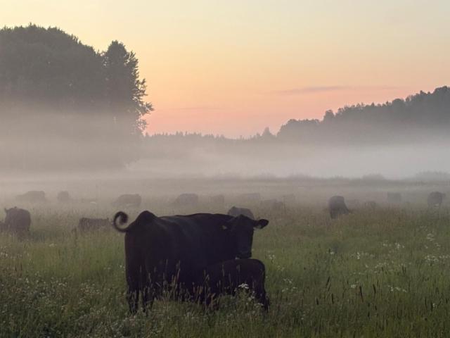 13.7.2025 Iltatarkastus laitumella 13.7.2025 Iltatarkastus laitumella