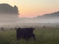 13.7.2025 Iltatarkastus laitumella