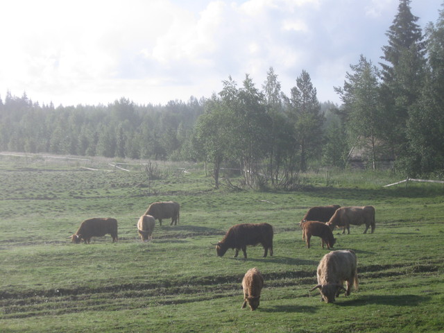 img_6052 Heinä maistuu
