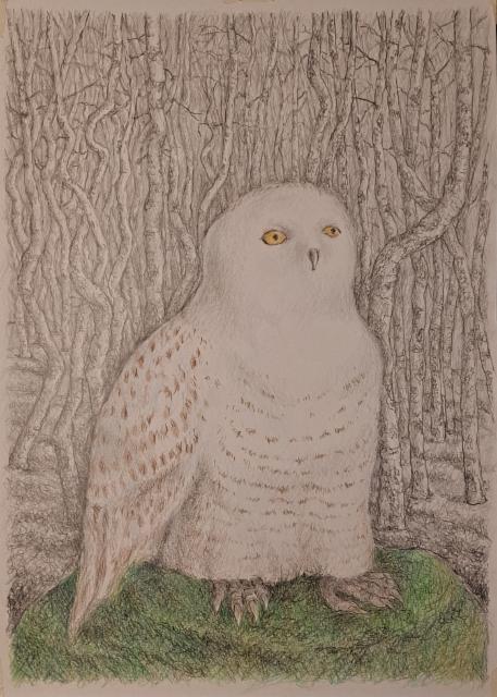 omakuvapollo_2025_grafiitti-_ja_varikynat_70x50