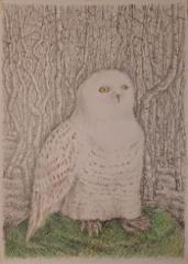 omakuvapollo_2025_grafiitti-_ja_varikynat_70x50