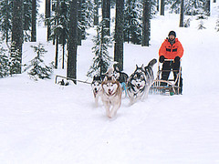Routes for sled dogs