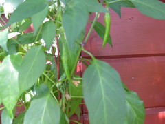Paprika