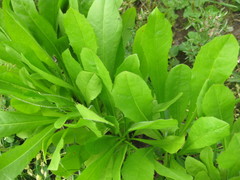 Sikuria salaattiin
