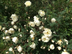 Roses in the garden