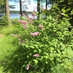 Lilacs on the path to the lake