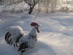 Te cock