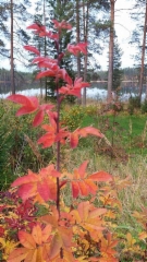 Ruusun ruskalehdet