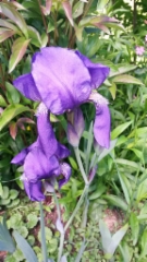 Iiris