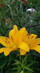 Keltainen lilja