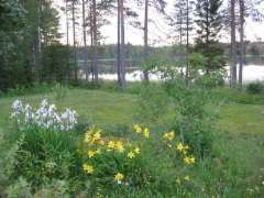 Keltap&auml;iv&auml;nlIljat ja paratiisililjat
