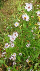 Syysasteri