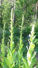 Tulikukka