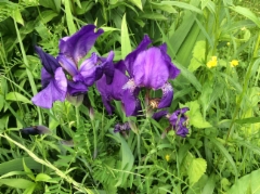 Iiris