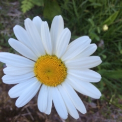 P&auml;iv&auml;nkakkara