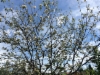 In Spring appletrees flower