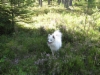 The dog in the blueberry  forest