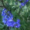 Blue flowers in cottages yard