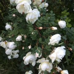 Roses in Midsummer