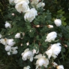 Roses in Midsummer