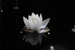 A flower in the lake