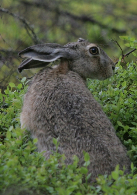 The hare  Midsummer in 2015