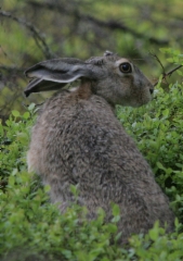 The hare  Midsummer in 2015