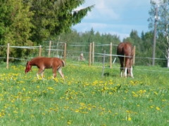 Horses in the summer