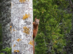 A squirrel in the forest