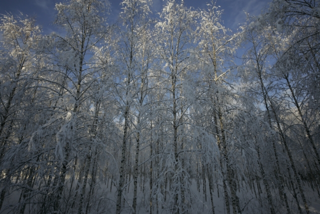 Birch wood in the winter