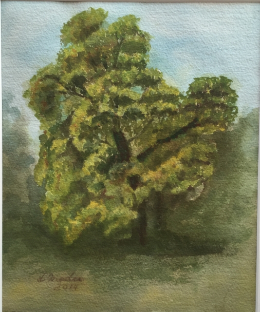 A tree in August