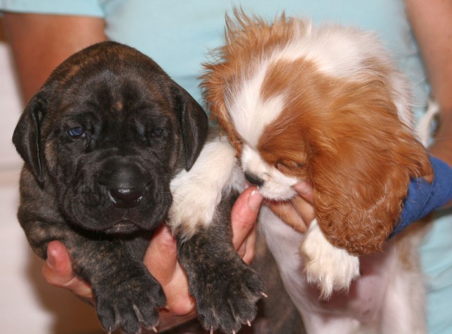 E-litter Elvis 3,5 weeks and Ruusu 8weeks olds