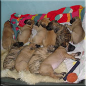 B-litter sleaping time