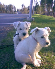 Mona (Bellona) ja Fifi (Bonita)
