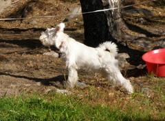 Fifi (Bonita)