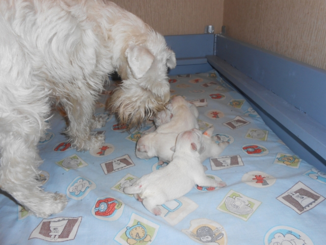 Mamma tuli