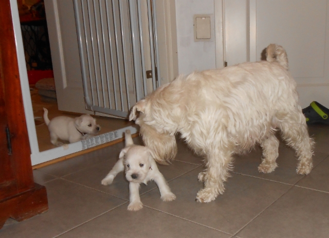 Mamma tuuppii takaisin pes&auml;&auml;n