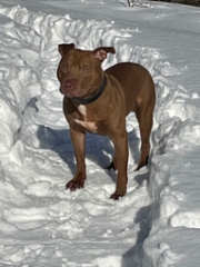 si_005