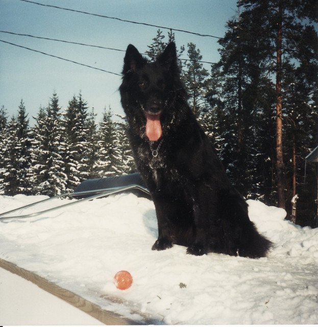  Wilma kaukalolla