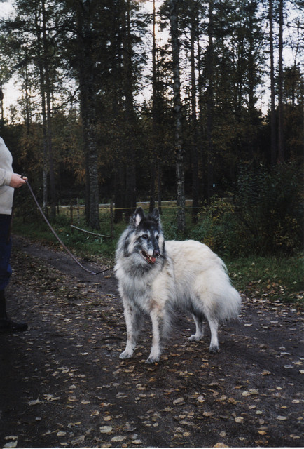 Salli-isoäiti 