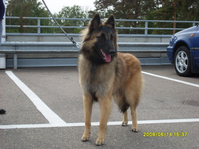 Inka