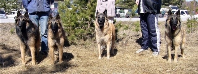 Kennel Bestseller BIS4-kasv